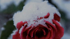 Richard Clayderman,音乐短片 - And I Love You So
