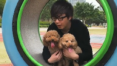 洪卓立 - 内有爱犬