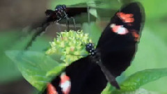 Butterfly Waltz