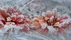 Secret Garden - Lament For A Frozen Flower