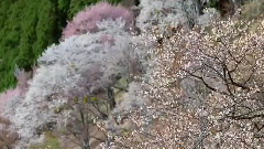 音乐短片,风景,轻音乐 - 忧伤还是快乐