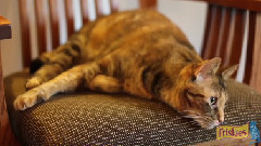Purrfect Dreams