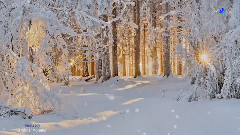 A Winter Morning