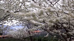 李花 梅花 樱花