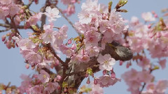 河津桜