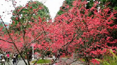 2015九族櫻花祭 Cherry Blossoms