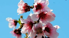 桃花 舞春风 Peach Blossom