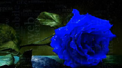 Savage Rose - For Your Love