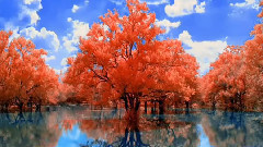 音乐短片 - Peter Weekers