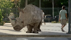 音乐短片 - 女孩让犀牛哥看过来