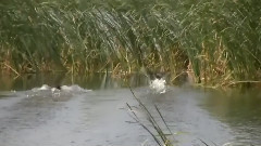 音乐短片 - The Calling