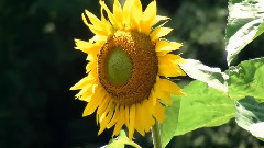 音乐短片 - Bittersweet