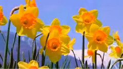 音乐短片 - Primavara (Spring)