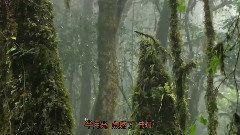 音乐短片 - 泼茶香