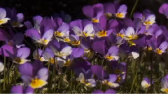 音乐短片 - Spring Morning (relaxing, soothing music)