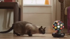 音乐短片 - Will Kitty Notice It