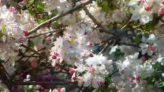 音乐短片 - Voces De Primavera - Johann Strauss