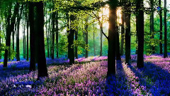 音乐短片 - Spring Morning (Relaxing, Soothing Music)