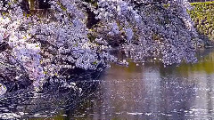 音乐短片,风景 - 浪漫樱花