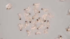 音乐短片 - Waltz Of Roses Eugen Doga - Gramofon