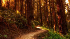 音乐短片 - Canzona