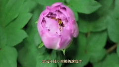 音乐短片 - 牡丹花谱