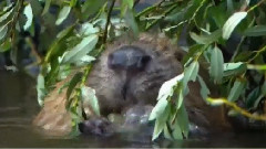 音乐短片 - Because The River Garden