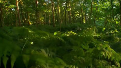 音乐短片 - Twilight Fades