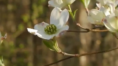 音乐短片 - Voices Of Peace