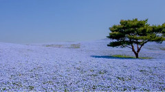 音乐短片 - 春の花々