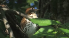 音乐短片 - La Valles Des Agnes