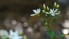 音乐短片 - Somewhere In Time