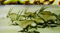 Yellowjackets - Wildlife