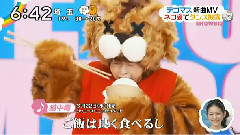 NEWS - 猫中毒