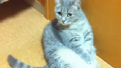 音乐短片,搞笑音乐 - 会鞠躬认错的猫咪