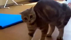 音乐短片,搞笑音乐 - 滑稽的猫