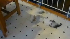 音乐短片,搞笑音乐 - 搞笑猫咪囧事集锦