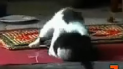 音乐短片,搞笑音乐 - 十大超萌搞笑猫咪