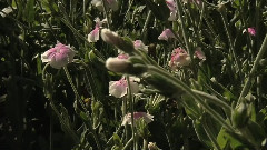 Flowers & Gardens