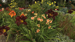 Flowers & Gardens