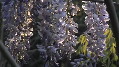 Flowers & Gardens