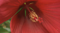 Flowers & Gardens