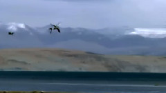 大美青海之海鸟