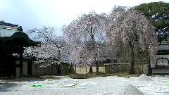 日本之旅