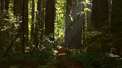 音乐短片,风景,轻音乐 - 大自然风光之云雾森林