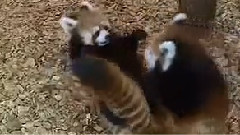 搞笑音乐 - 可爱的小熊猫打架嬉戏