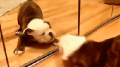 搞笑音乐,音乐短片 - 可爱萌蠢斗牛犬