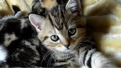 搞笑音乐 - 猫咪的幸福生活