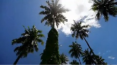塔希提岛