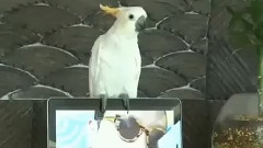 模仿翻唱 - 江南 Style